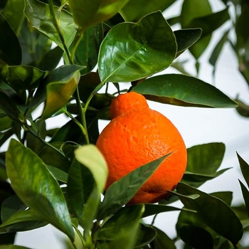 Citrus x tangelo 'Minneola' 