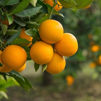 Citrus Sinensis 'Valencia' 