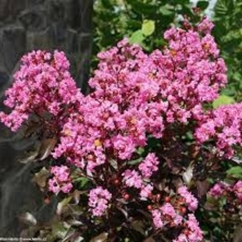 Lagerstroemia indica 'Whit VIII' PP16616
