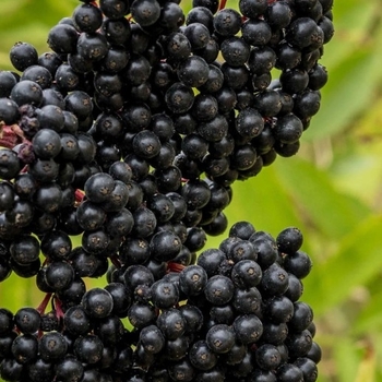 Sambucus nigra 'Bob Gordon' 