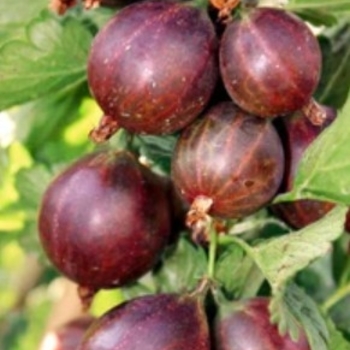 Ribes uva-crispa 'Captivator' 