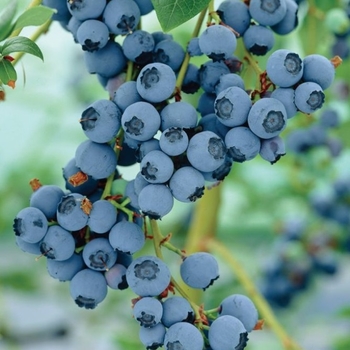 Vaccinium 'Chippewa' 
