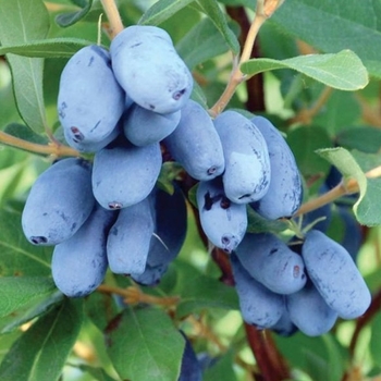 Lonicera caerulea 'Borealis' 