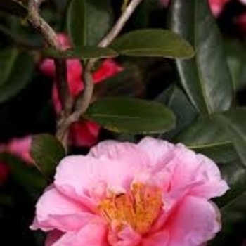 Camellia x vernalis 'Egao Corkscrew' 