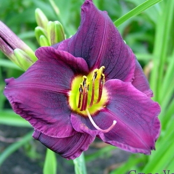 Hemerocallis 'Grape Velvet' 