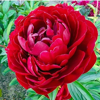Paeonia lactiflora 'Paul M. Wild' 