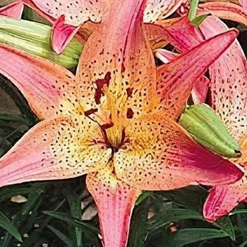 Lilium 'Pink Pixie' 
