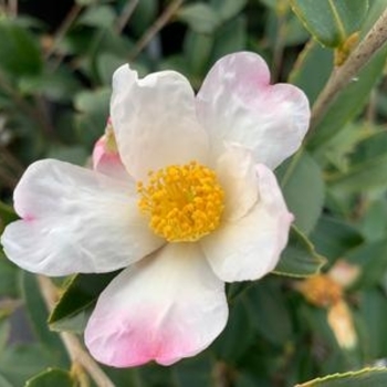 Camellia 'Winter's Star' 
