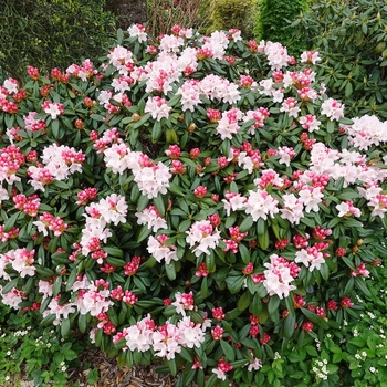 Rhododendron 'Mardi Gras' 