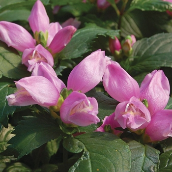 Chelone obliqua 'Armtipp02' 
