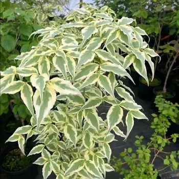 Cornus kousa 'Summer Fun' 