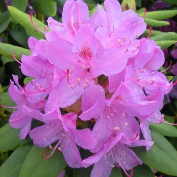 Rhododendron 'English Roseum' 