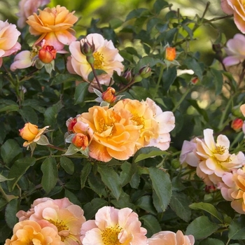 Rosa 'NOA97400A' PP17,373
