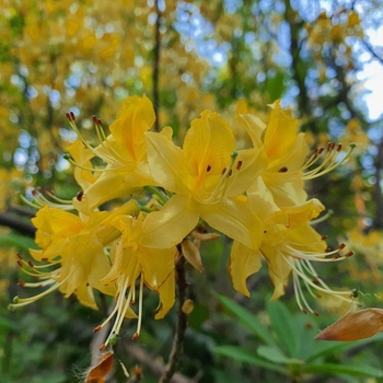 Rhododendron austrinum 'Admiral Semmes' 