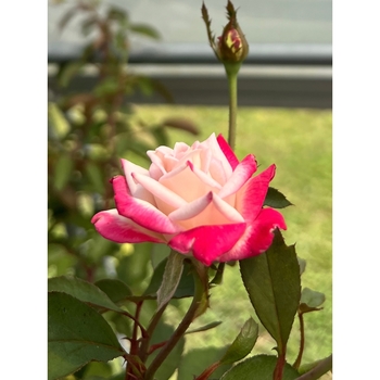Rosa 
