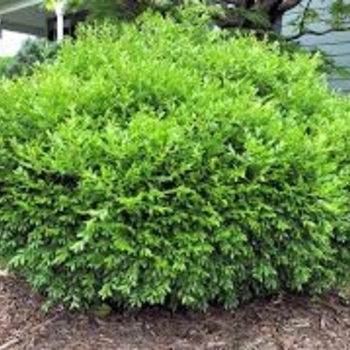 Buxus sinica var. insularis 'Franklin's Gem' 
