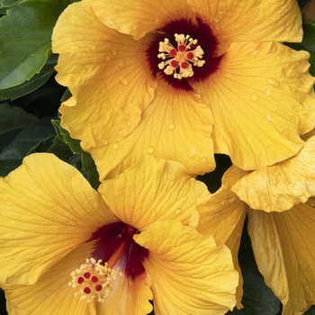 Hibiscus rosa-sinensis 'JBG BH-03' PP25,983