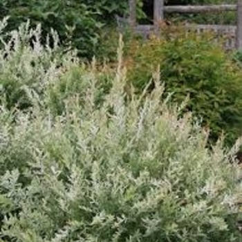Salix integra 'Hakuro-Nishiki' 