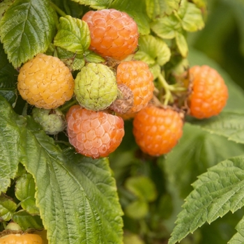 Rubus idaeus var. strigosus 'Fall Gold' 