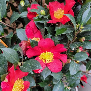 Camellia sasanqua