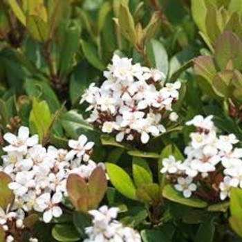 Rhaphiolepis indica