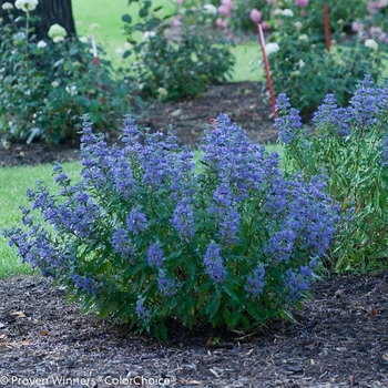 Caryopteris x clandonensis 'Blue Mist' 