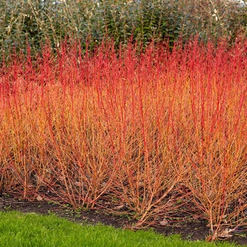 Cornus alba 'Elegantissima' 