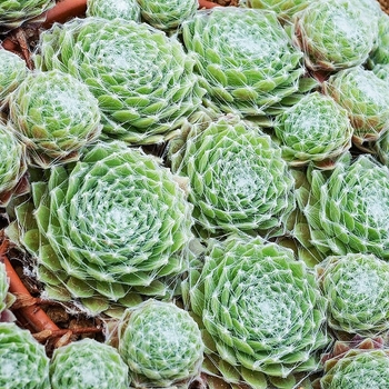 Sedum rubrotictum 'Pork and Beans' 