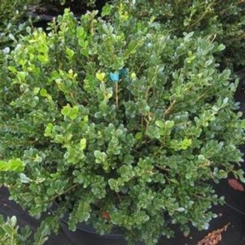 Buxus microphylla var. japonica 'Jim Stauffer' 