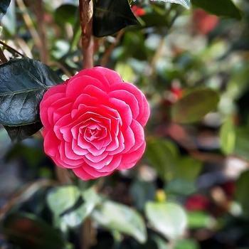 Camellia japonica 'April Kiss' 