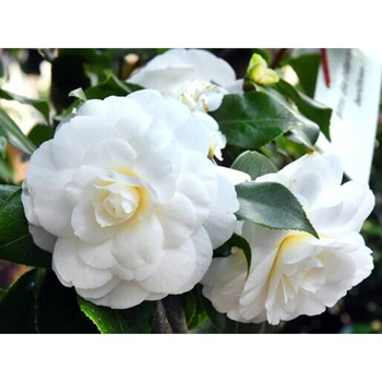 Camellia japonica 'April Snow' 