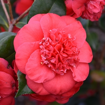 Camellia japonica 'April Tryst' 