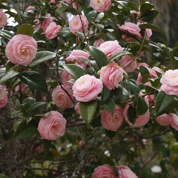Camellia japonica 'April Remembered' PP29857P2