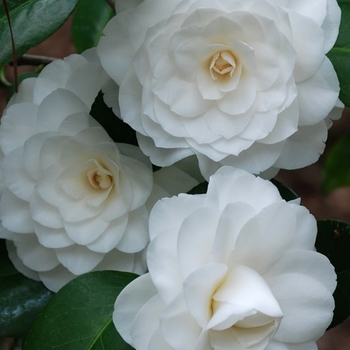 Camellia japonica 'White by the Gate' 