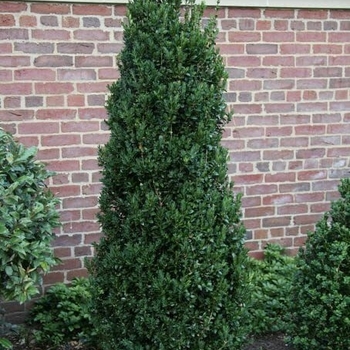 Buxus sempervirens 'Fastigiata' 