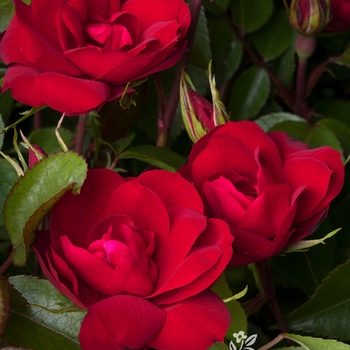 Rosa 'Meizgglie' PP29815P2
