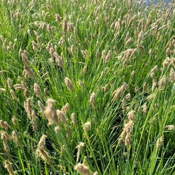 Carex woodii