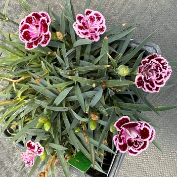 Dianthus plumarius 'Bicolor Purple' PP27219P3