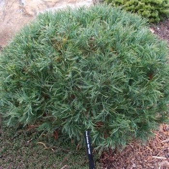 Pinus strobus 'Mini Twists' 