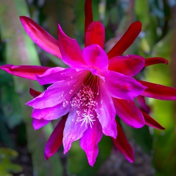 Epiphyllum anguliger