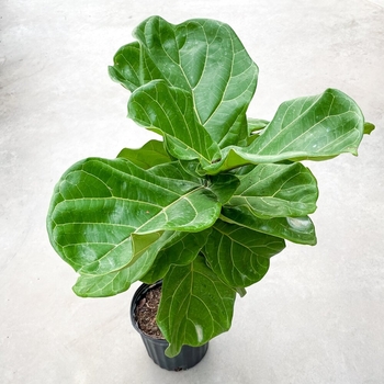 Ficus lyrata