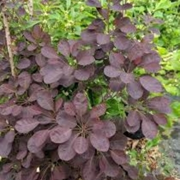 Cotinus coggygria 'COTSIDH5' PP20,336