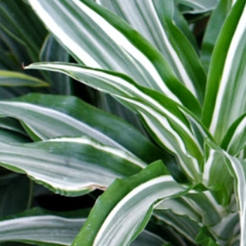 Dracaena deremensis 'Warneckii' 