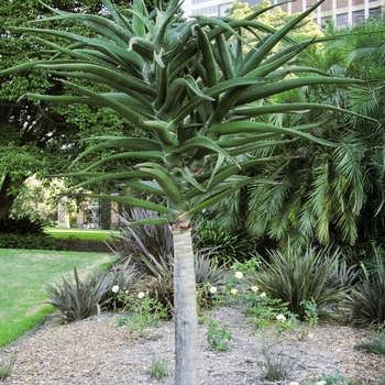 Aloe barberae (bainesii)