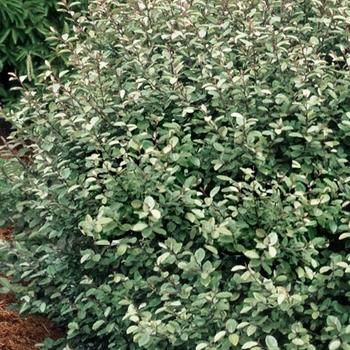 Elaeagnus commutata