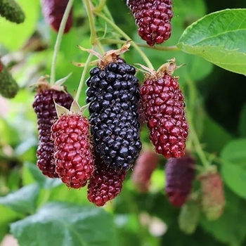 Rubus 'Columbia Giant' PP28369