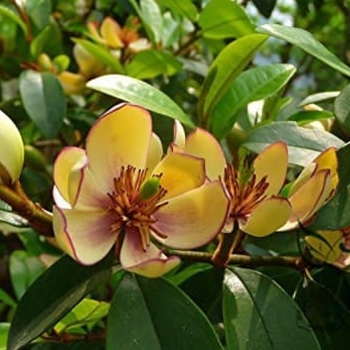 Magnolia figo var. skinneriana