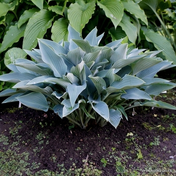 Hosta 'Smoke Signals' 