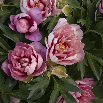 Paeonia 'Keiko™ (Adored)' PP28,366