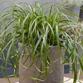 Carex oshimensis 'Ribbon Falls' 